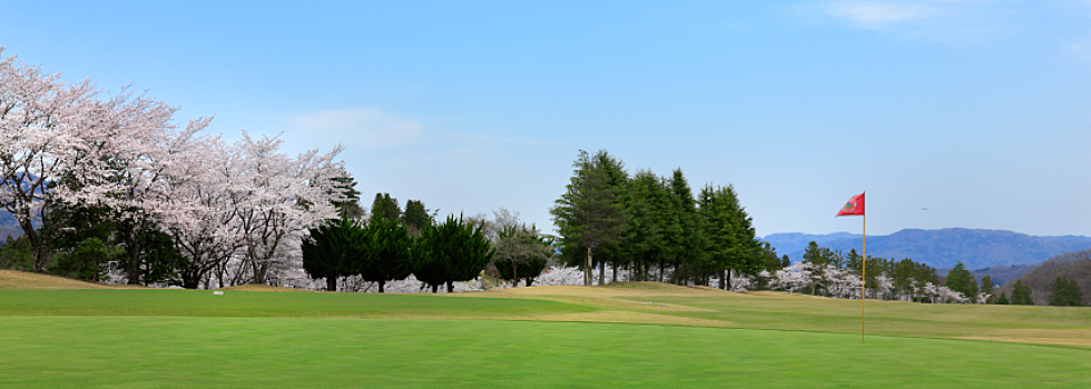 桜の美しいゴルフ場